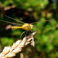 Неуловимая стрекоза :: светлана льдокова