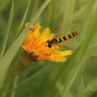 *** :: Елена Kазак (selena1965)