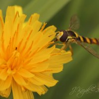 *** :: Елена Kазак (selena1965) *** :: Елена Kазак (selena1965)