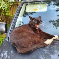 Зевотинушка)) :: Денис Бочкарёв