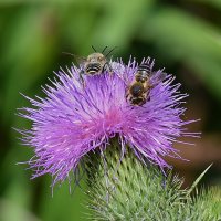 Вкусная... колючка! :: Валентина Нефёдова Вкусная... колючка! :: Валентина Нефёдова