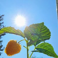 Ягодка малинка :: Михаил Свиденцов