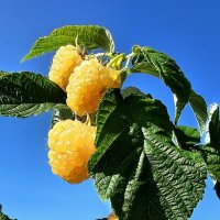 Ягодка малинка :: Михаил Свиденцов