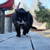 Про кошку, которая грелась на весеннем солнышке, а потом пришла со мной познакомиться :: Наталья Герасимова