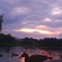 Утки на закате :: Сапсан 