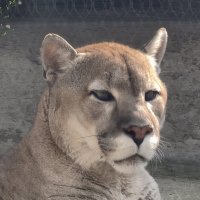 Пума Габриэль :: <<< Наташа >>> Пума Габриэль :: <<< Наташа >>>