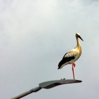 наблюдатель :: vladimir наблюдатель :: vladimir