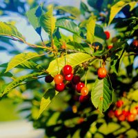 Вишня :: Сергей Кочнев