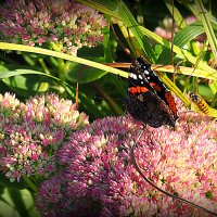 городские цветники :: Олег Лукьянов городские цветники :: Олег Лукьянов