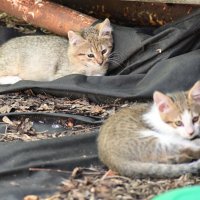 котэ :: Константин Сафронов