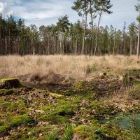 Старый выруб... :: Николай Гирш