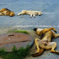 Эх, жара уморила псов! :: Владимир 