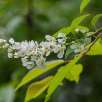 *** :: Виктор Иванович Чернюк