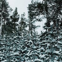 Зимний лес :: Георгиевич Зимний лес :: Георгиевич