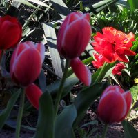 Тюльпаны :: Роман Савоцкий