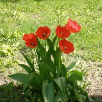 Тюльпаны :: Роман Савоцкий