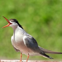 Речная крачка :: Лина 