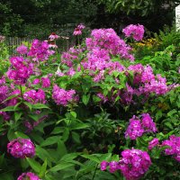 Красота в саду :: Людмила Смородинская