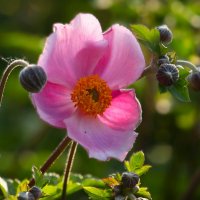 Доброе утро :: Юрий. Шмаков