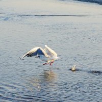 Утренняя пробежка :: Сергей Швечков