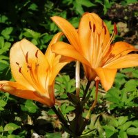 Лилия :: Рита Симонова