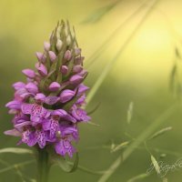 лесная орхидея :: Елена Kазак (selena1965)