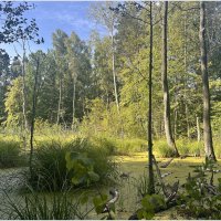 Лесное болото. :: Валерия Комова