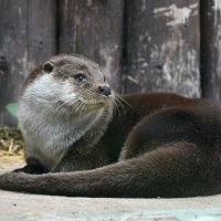 Московский Зоопарк. Выдра. :: Наташа ***** Московский Зоопарк. Выдра. :: Наташа *****