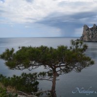 Природа Крыма :: Amazing Cosmea