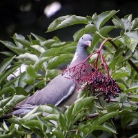 Сладкоежка :: Андроник Александр 