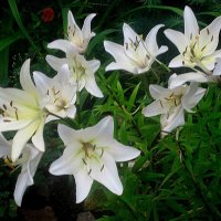 Ли... :: Елена Семигина Ли... :: Елена Семигина