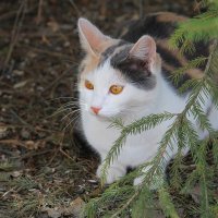 Киса :: tamara kremleva