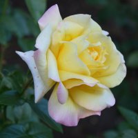 *** :: Надежда Куркина 