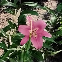 Лилия розовая :: Дмитрий Никитин Лилия розовая :: Дмитрий Никитин