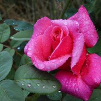 *** :: Надежда Куркина 