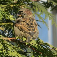 Воробей :: Татьяна Львова