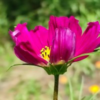 Космея :: Валентина Богатко Космея :: Валентина Богатко