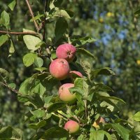 Яблочки :: Freddy 97