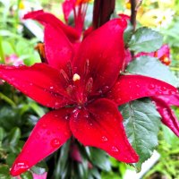 Лилия :: Наталья 