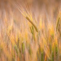 **** :: Елизавета .