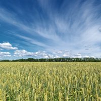 Под небесами лета.... :: Андрей Заломленков