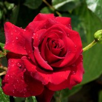 Алая роза :: Валентин Семчишин