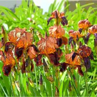 ЭТЮД :: Юрий Владимирович 34