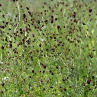 Летние картинки :: Ольга 