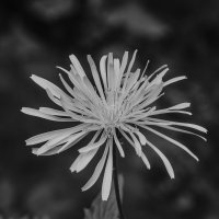 Цветок - снежинка. :: Вадим Басов Цветок - снежинка. :: Вадим Басов