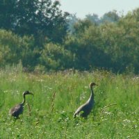 серые журавли :: gawrilа - dan серые журавли :: gawrilа - dan