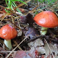 Маслята :: Андрей Снегерёв