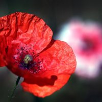 Ботсад МГУ 30 июля :: Михаил Бибичков