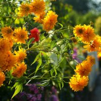 Золотые шары :: Юрий. Шмаков