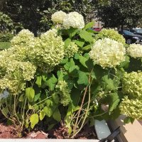 Гортензия :: Дмитрий Никитин